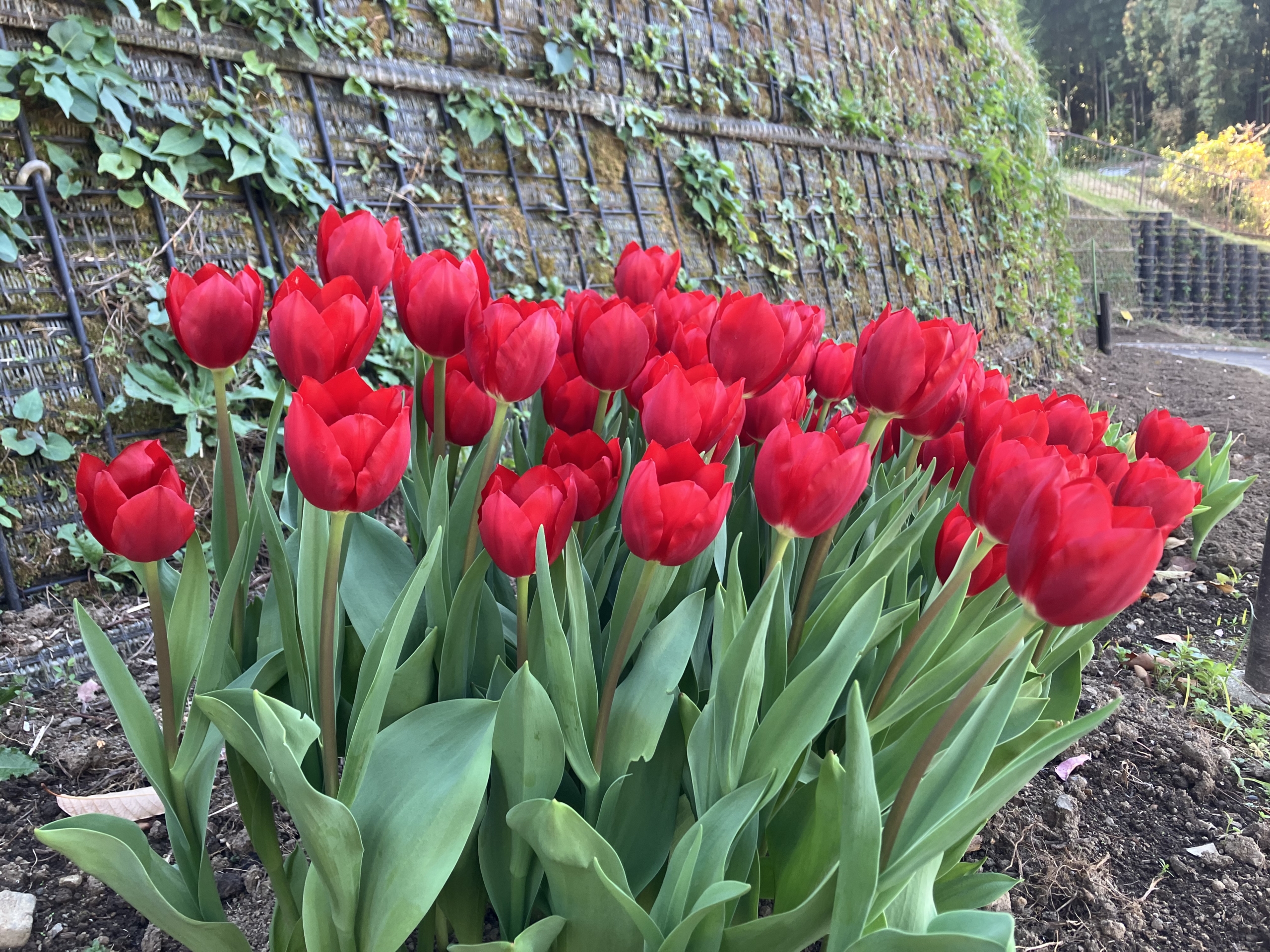 チューリップが咲きました！冬に咲く不思議なアイスチューリップです