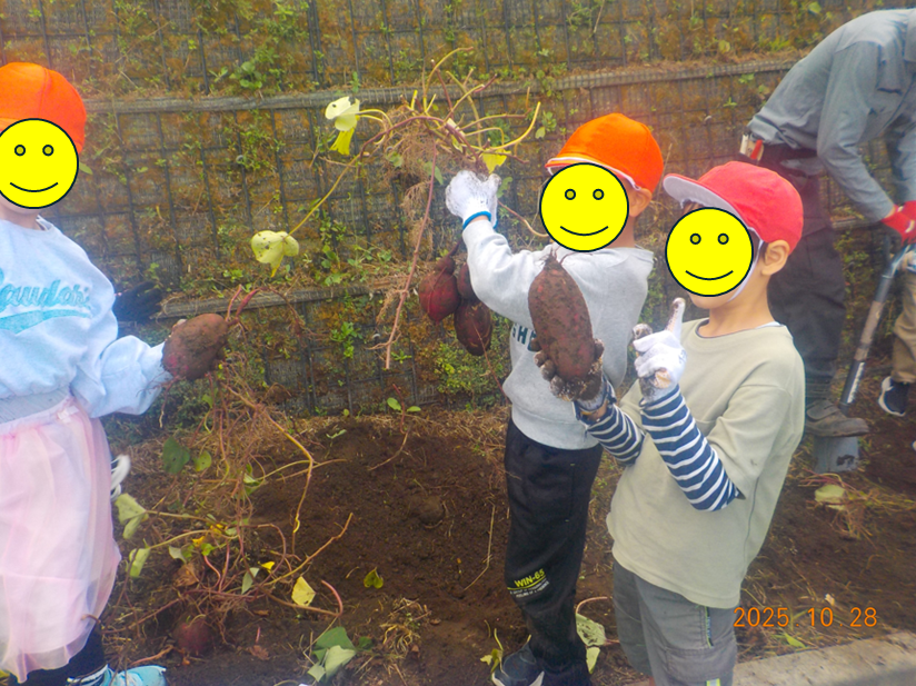 サツマイモ収穫体験