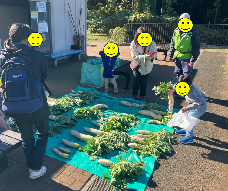 ダイコン収穫体験を実施しました。