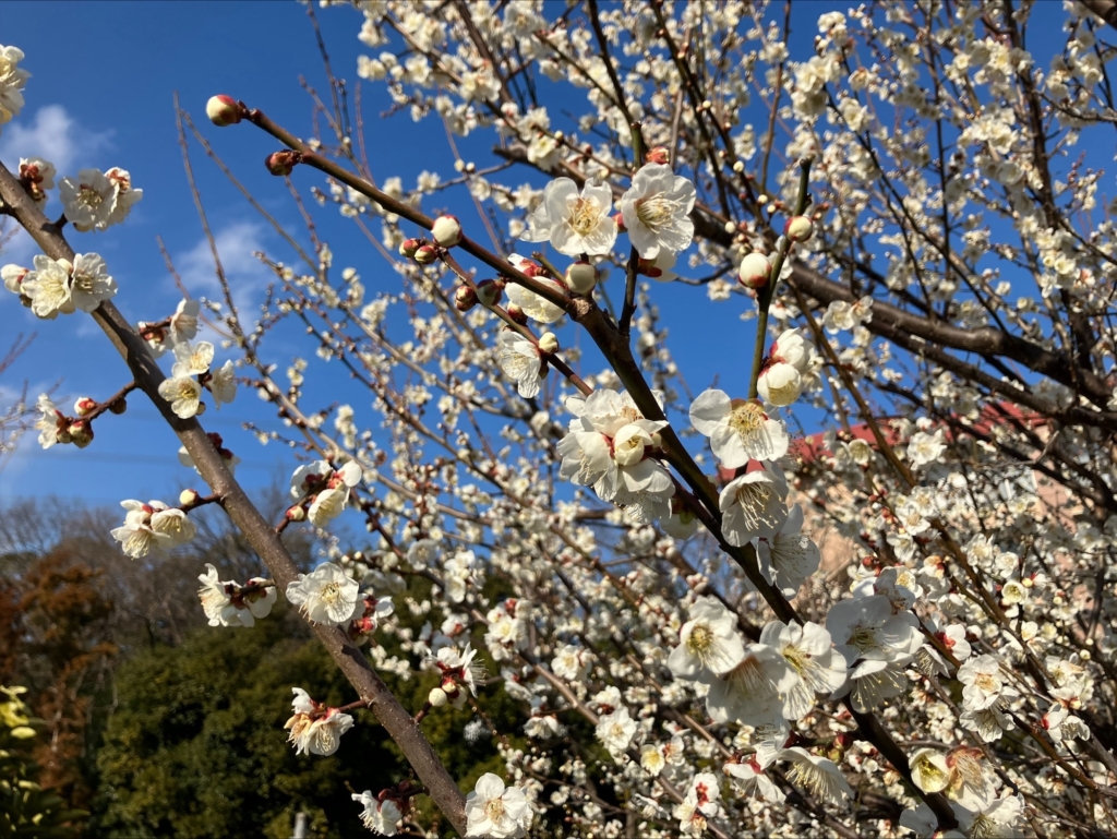 梅の花が開花しています。