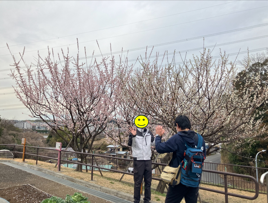 梅の開花状況について取材を受けました！！