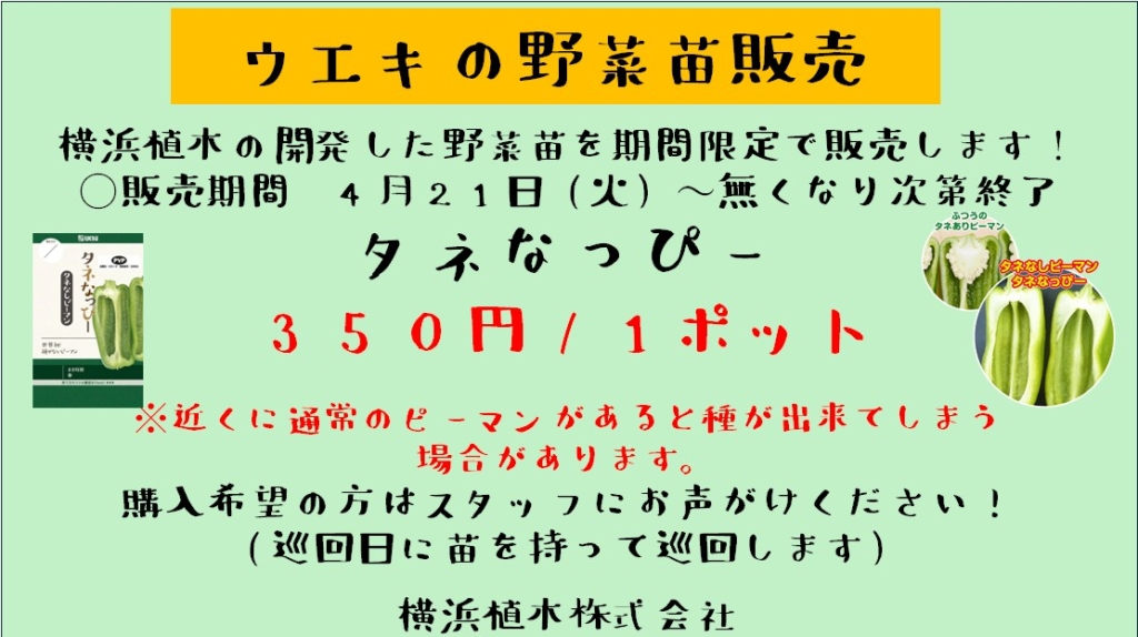 当社オリジナルピーマン”タネなっぴー”苗販売のお知らせ