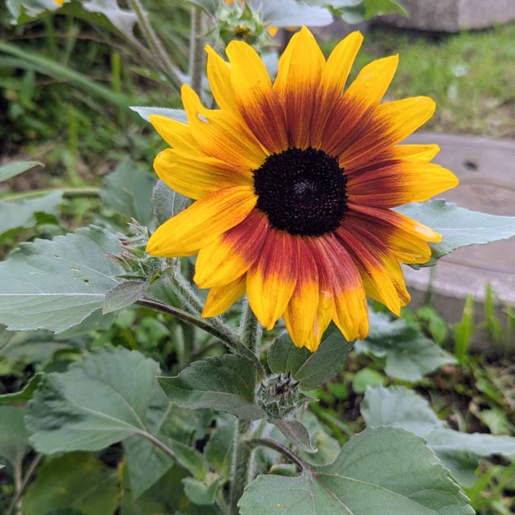 ヒマワリが開花しました