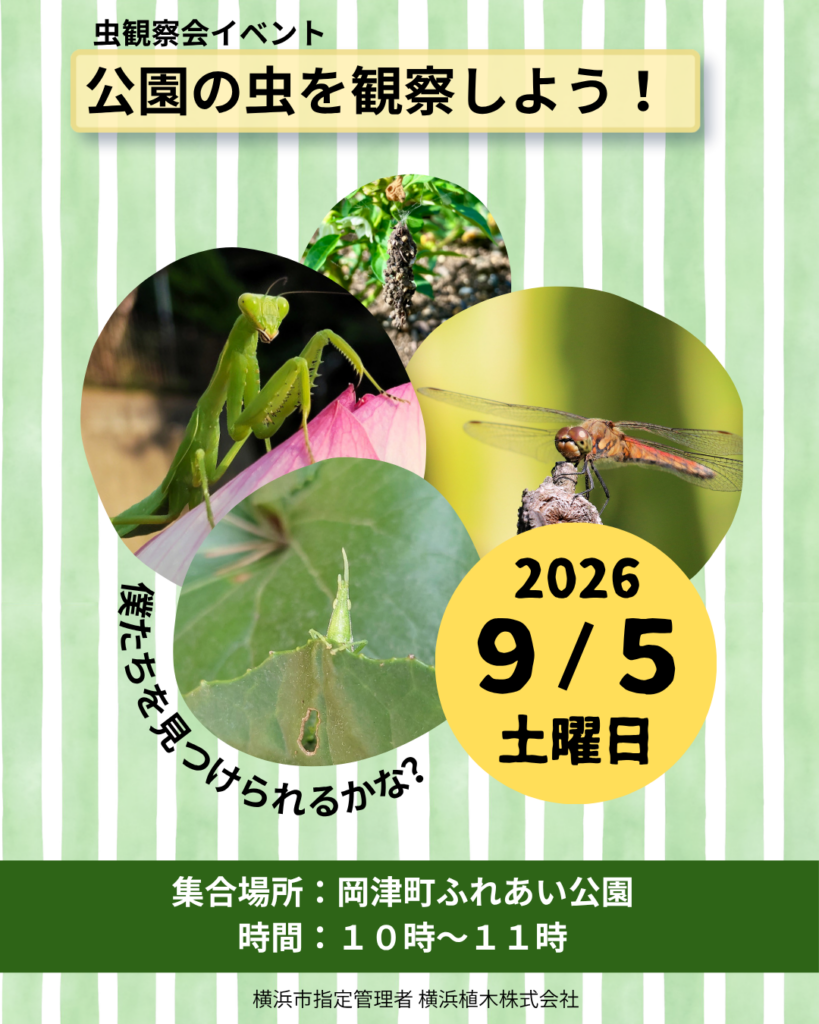 虫観察会のイベントを行います！